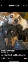 Lost Female Dog last seen SW 61st & S Western, Oklahoma City, OK 73139