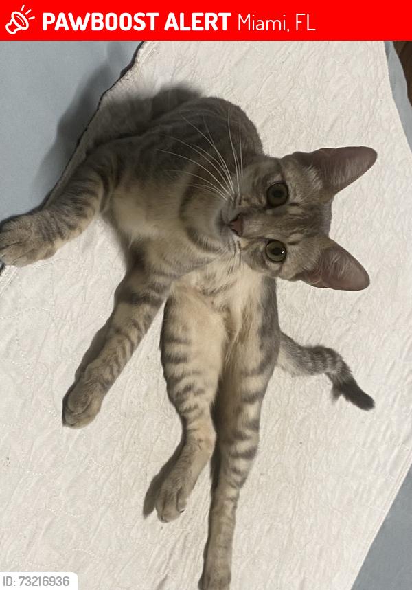 Lost Male Cat last seen Near curt 36 street, Miami, FL 33142