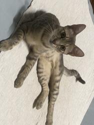 Lost Male Cat last seen Near curt 36 street, Miami, FL 33142