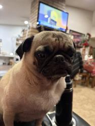 Reunited Female Dog last seen Mount Hood and Owens, Sunrise Manor, NV 89110