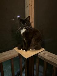 Lost Male Cat last seen Hillshire dr, Birmingham, AL 35244