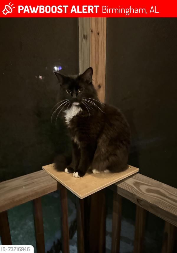 Lost Male Cat last seen Hillshire dr, Birmingham, AL 35244