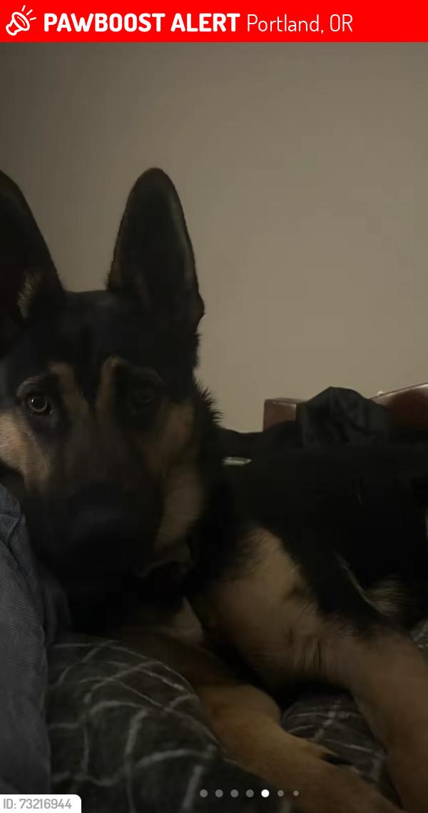 Lost Male Dog last seen Near in the middle of holgate and foster, Portland, OR 97266