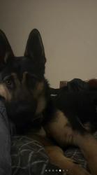 Lost Male Dog last seen Near in the middle of holgate and foster, Portland, OR 97266