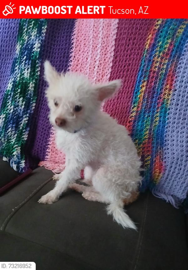 Lost Male Dog last seen Jesse Owens park, Tucson, AZ 85710