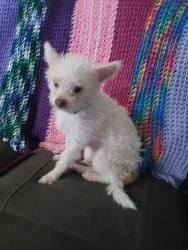 Lost Male Dog last seen Jesse Owens park, Tucson, AZ 85710