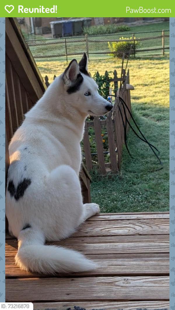 Reunited Female Dog last seen Tiffany Ave off of country club and north peace haven, Winston-Salem, NC 27104