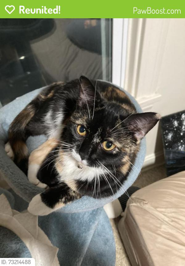 Reunited Female Cat last seen John Hayes high school, Cleveland, OH 44144