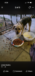 Found/Stray Female Dog last seen Belle Terrace, Bakersfield, CA 93304