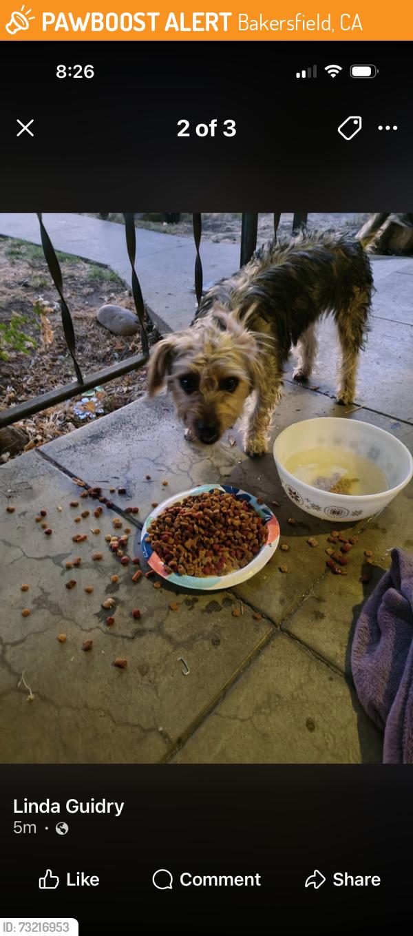Found/Stray Female Dog last seen Belle Terrace, Bakersfield, CA 93304