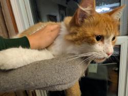 Reunited Male Cat last seen East 25th St; between Fennell and Brucedale, Hamilton, ON L8V 3A6