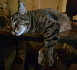 Reunited Male Cat last seen Darlington and westgate, Los Angeles, CA 90049