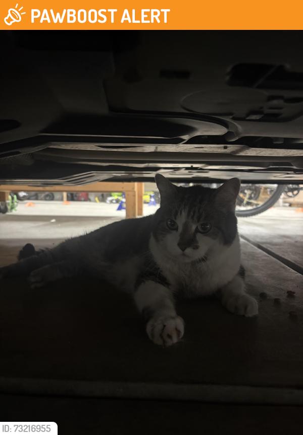 Found/Stray Unknown Cat last seen Dutch Bros on Interquest, Colorado Springs, CO 80920