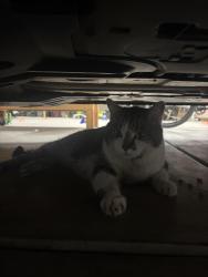 Found/Stray Unknown Cat last seen Dutch Bros on Interquest, Colorado Springs, CO 80920
