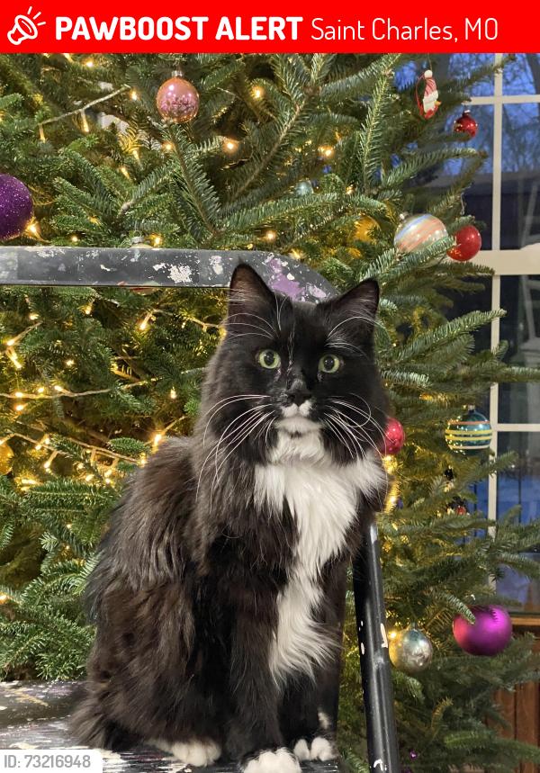 Lost Female Cat last seen St Charles West High School, Saint Charles, MO 63301