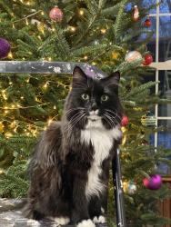 Lost Female Cat last seen St Charles West High School, Saint Charles, MO 63301