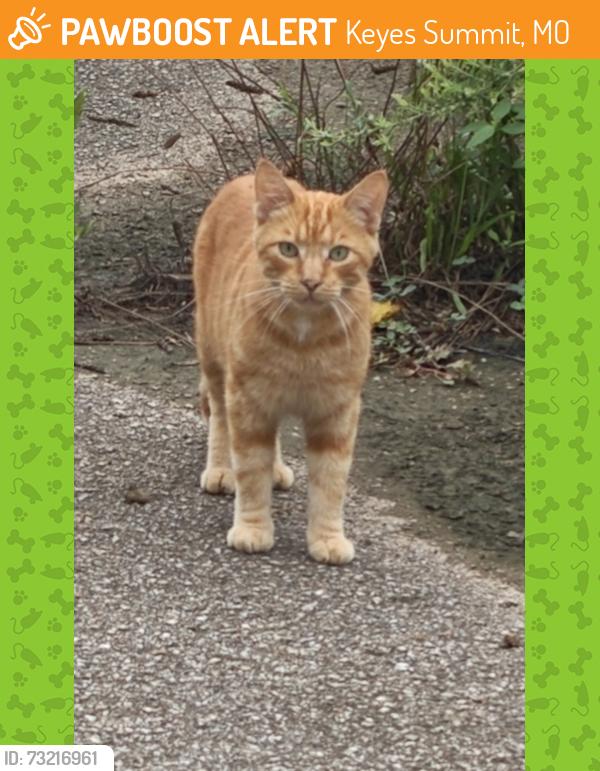 Found/Stray Unknown Cat last seen Treecourt industrial and Marshall Road, Keyes Summit, MO 63122