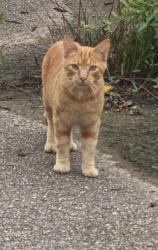 Found/Stray Unknown Cat last seen Treecourt industrial and Marshall Road, Keyes Summit, MO 63122