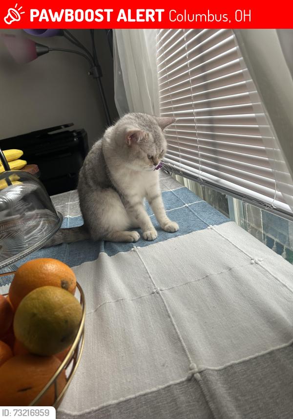 Lost Female Cat last seen Walmart, Columbus, OH 43016