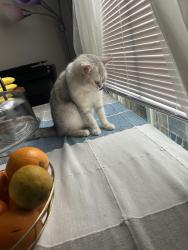 Lost Female Cat last seen Walmart, Columbus, OH 43016