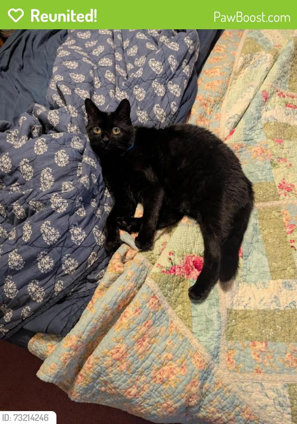 Reunited Female Cat last seen Stolle rd and Two Rod rd, East Aurora, NY 14052