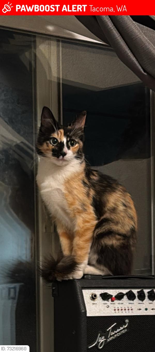 Lost Female Cat last seen 68th and Montgomery, Tacoma, WA 98409