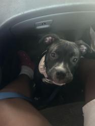 Reunited Male Dog last seen Lots of trees behind the hse he ran from., Lancaster, TX 75146