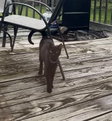 Found/Stray Unknown Cat last seen Reynolds and South Ave area neighborhood, Toledo, OH 43615