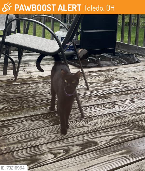 Found/Stray Unknown Cat last seen Reynolds and South Ave area neighborhood, Toledo, OH 43615