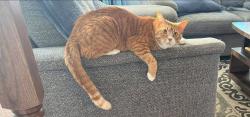 Lost Male Cat last seen Nyack Court, Prince William County, VA 20112
