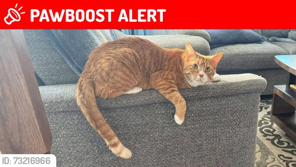 Lost Male Cat last seen Nyack Court, Prince William County, VA 20112