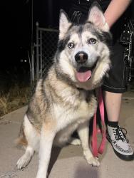Found/Stray Unknown Dog last seen Holly and 116th, Northglenn, CO 80233