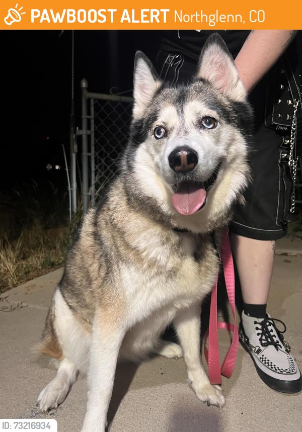Found/Stray Unknown Dog last seen Holly and 116th, Northglenn, CO 80233