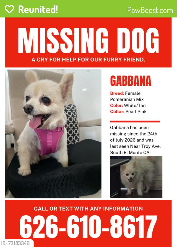Reunited Female Dog last seen Troy Ave South El Monte ca, South El Monte, CA 91733
