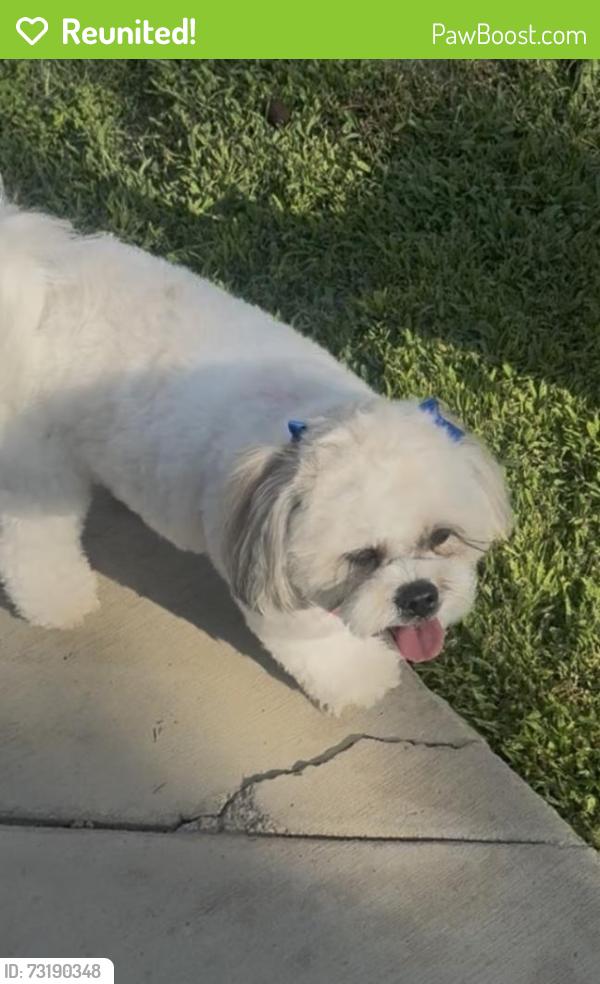 Reunited Female Dog last seen Nutwood & Lampson, Garden Grove, CA 92840
