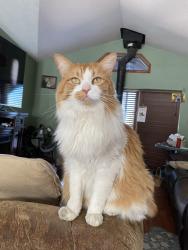Reunited Male Cat last seen Weaver road Deer park/Nine mile 99006, Deer Park, WA 99006