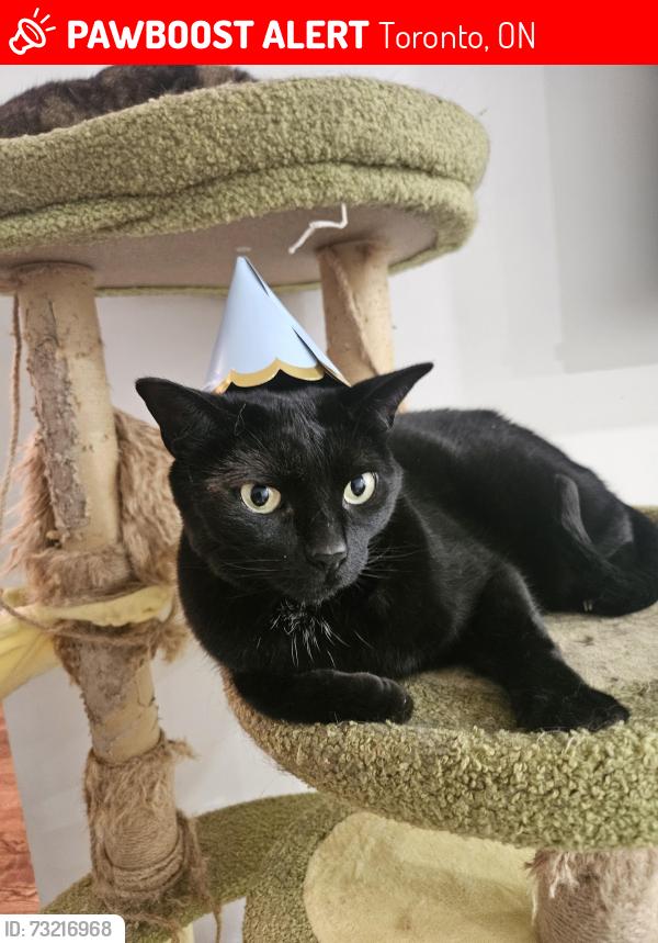 Lost Male Cat last seen Keele & Sheppard (Gambello Cres. & Grandravine/Clayhall/Lamberton/Sentinel area), Toronto, ON 