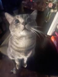 Reunited Male Cat last seen 2nd Street, Killeen, TX 76541