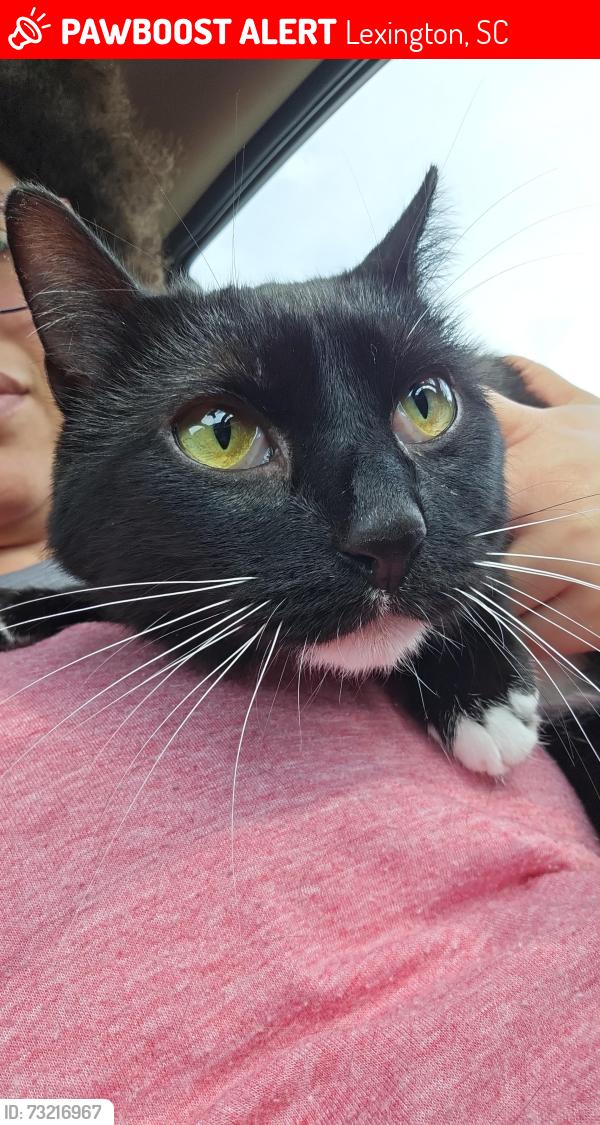 Lost Male Cat last seen Old Barnwell Rd, Old Orangeburg Rd, Darian Dr, Lexington, SC 29073