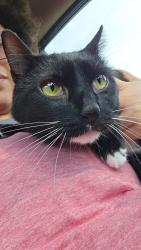 Lost Male Cat last seen Old Barnwell Rd, Old Orangeburg Rd, Darian Dr, Lexington, SC 29073