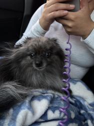 Reunited Female Dog last seen NW millcreek road, Beaverton, OR 97229