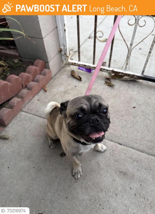 Found/Stray Male Dog last seen Silverado Park, Long Beach, CA 90831