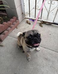 Found/Stray Male Dog last seen Silverado Park, Long Beach, CA 90831