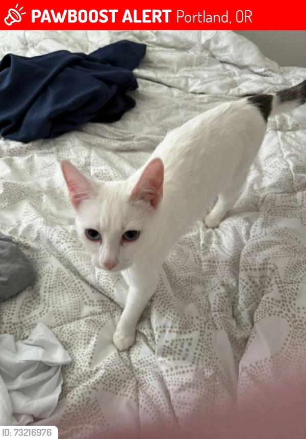 Lost Female Cat last seen Velmont street, Portland, OR 97239