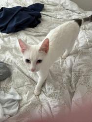 Lost Female Cat last seen Velmont street, Portland, OR 97239