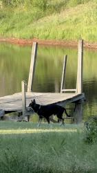 Found/Stray Male Dog last seen Pine, Guthrie, OK 73044
