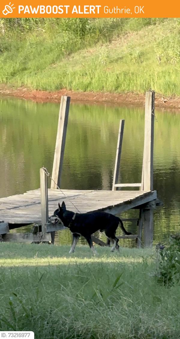 Found/Stray Male Dog last seen Pine, Guthrie, OK 73044
