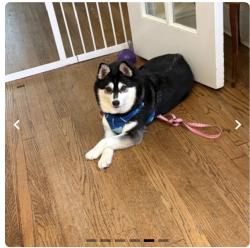 Lost Female Dog last seen Crescent Ln and Franklin Dr in neighborhood near Glenbrook hosp, Glenview, IL 60026
