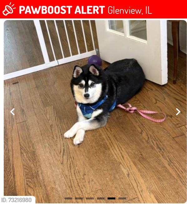 Lost Female Dog last seen Crescent Ln and Franklin Dr in neighborhood near Glenbrook hosp, Glenview, IL 60026