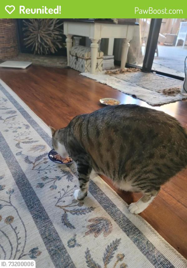 Reunited Female Cat last seen Lake Elizabeth, Fremont, CA 94536
